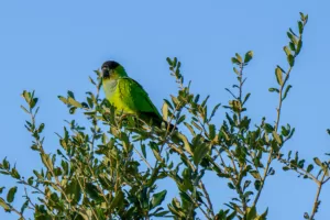 Hampton Lakes Birds