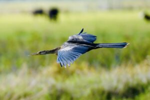Bird flying around Hampton Lakes