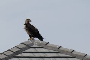 Juvenile Bald Eagle in Hampton Lakes