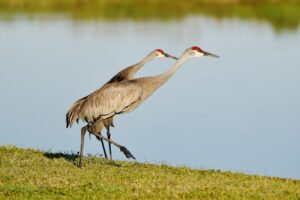 Sandhill Cranes 2