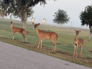 Deer in Hampton Lakes